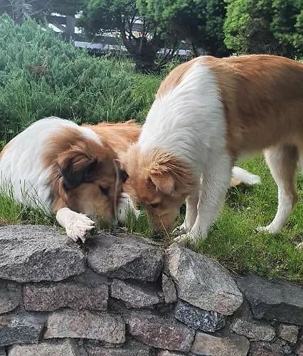 Apartament Wiwiana Apartament Sarnowy